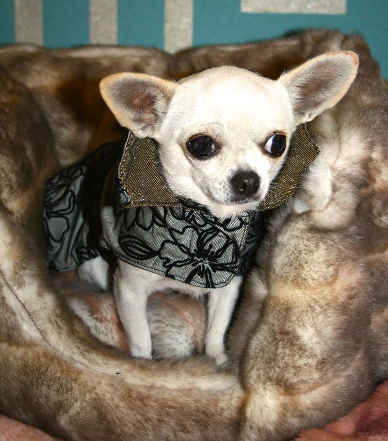 Lace Dog Coat - BARCELONADOGS