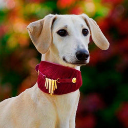 Bizarre Sighthound Collar - BARCELONADOGS