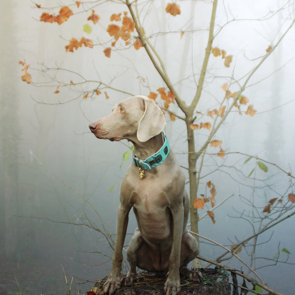 Lazaro Dog Collar - BARCELONADOGS