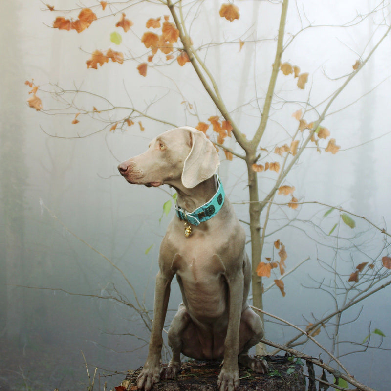 Lazaro Dog Collar - BARCELONADOGS