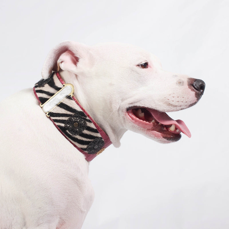 Lazaro Dog Collar - BARCELONADOGS