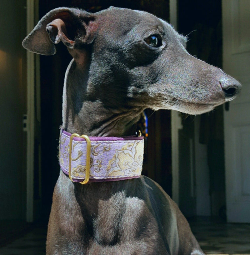 Italian Greyhound Martingale - BARCELONADOGS