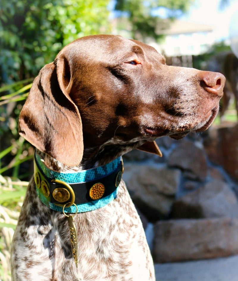 Ocean Blue Dog Collar - BARCELONADOGS