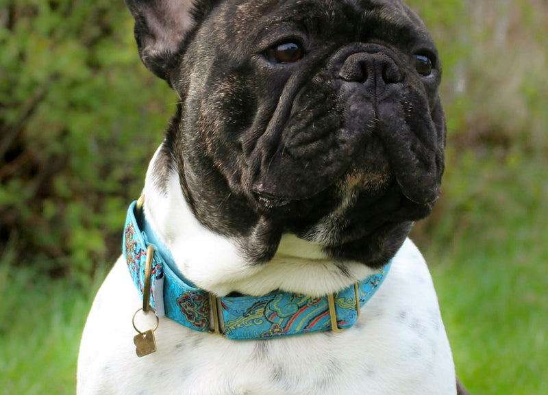 Normal Width Size M Martingale 28-50cm - BARCELONADOGS
