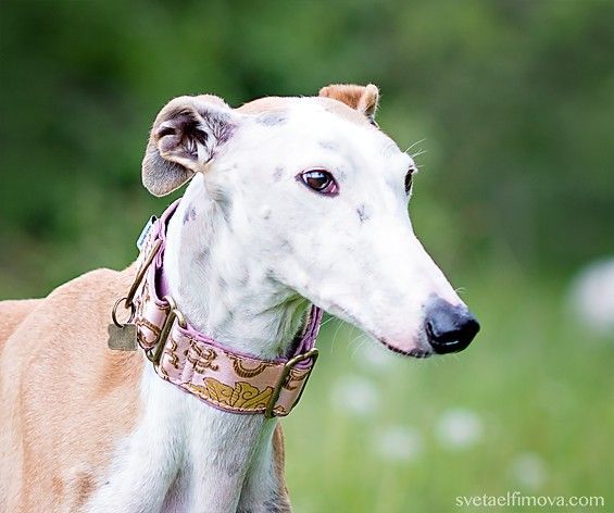 Extra Wide Martingale (28-50 cm) - BARCELONADOGS