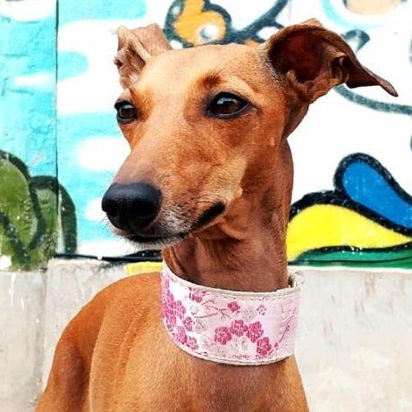 Italian Greyhound Martingale - BARCELONADOGS