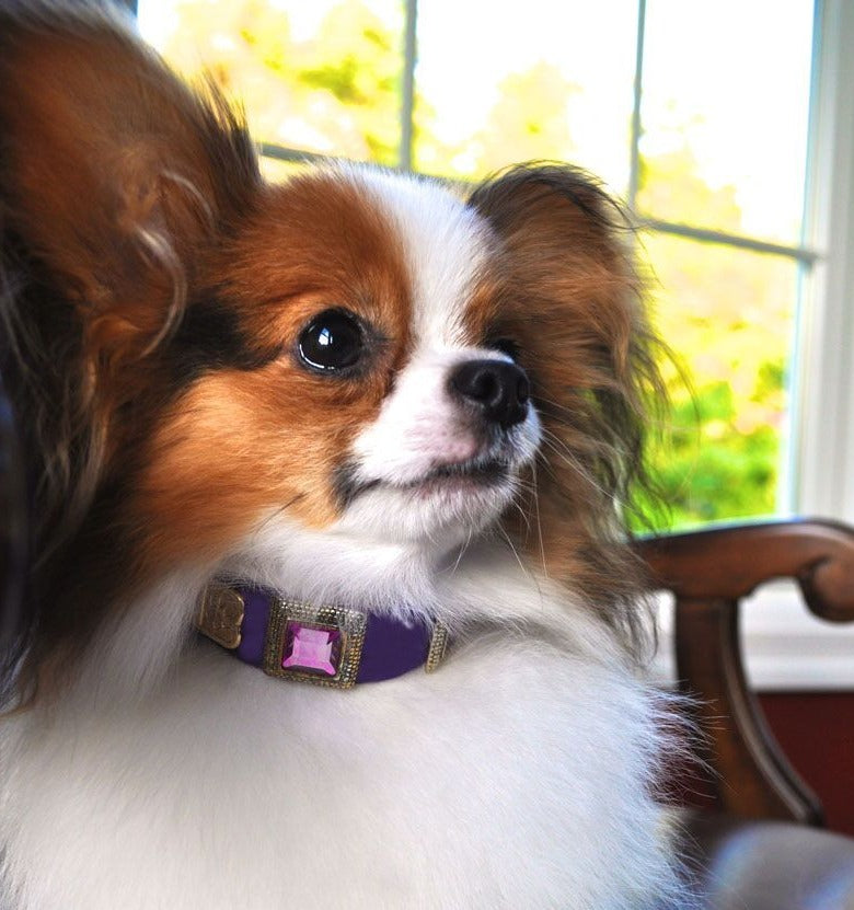 Amethyst Dog Collar - BARCELONADOGS