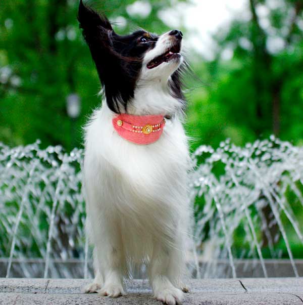 Bacall Dog Collar - BARCELONADOGS