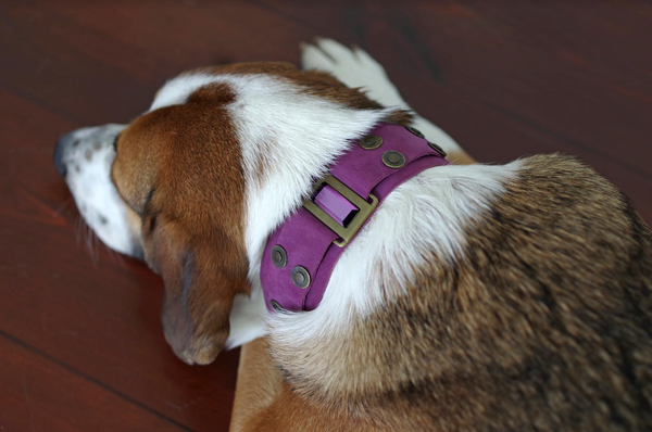 Emerald Dog Collar