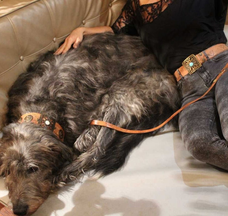 Empire Belt in Beige Brown Snake - BARCELONADOGS