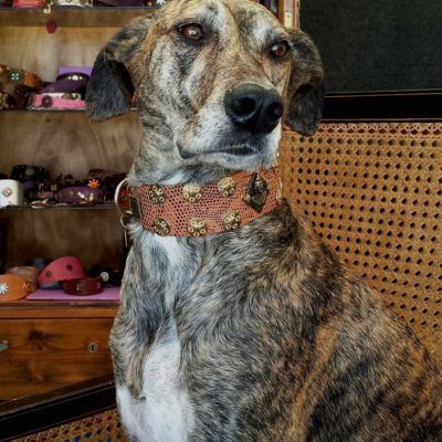 Buddha Coins Dog Collar - BARCELONADOGS