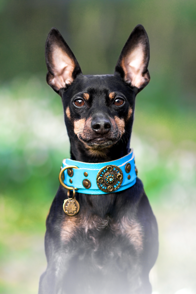 Basic Crystallized Italian Greyhound Collar - BARCELONADOGS
