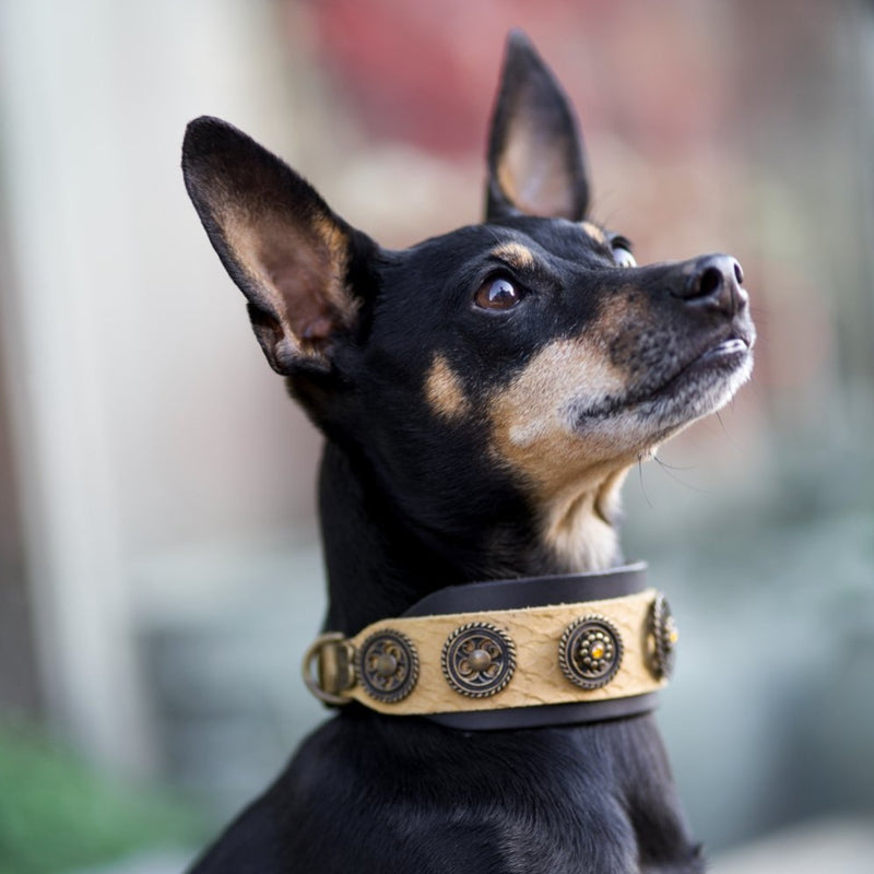 Hollywood Dog Collar