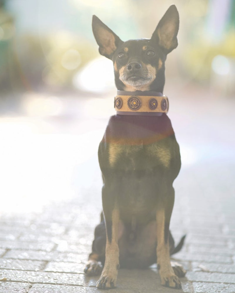 Hollywood Dog Collar