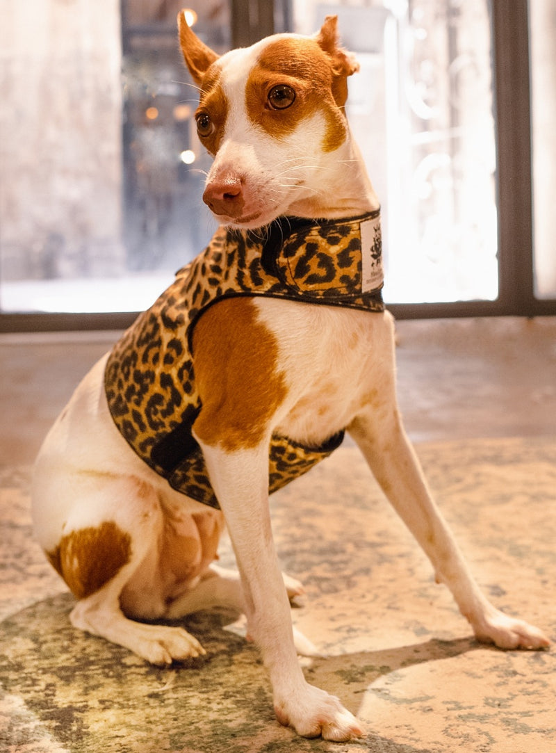 harness leopard in S