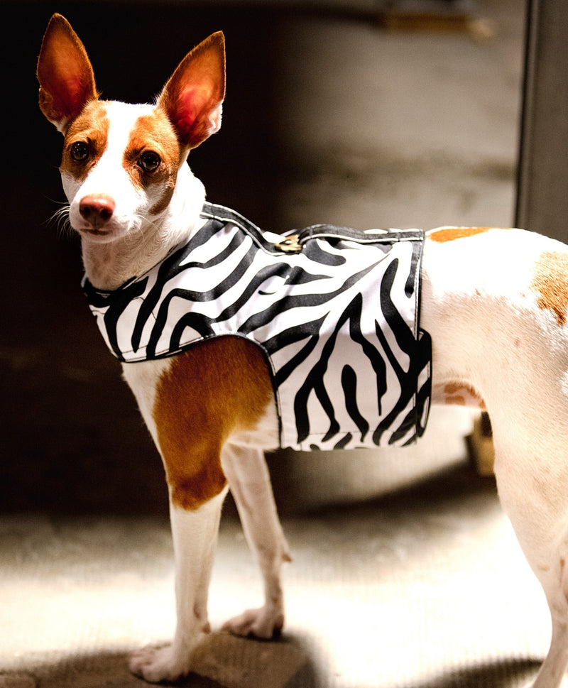 zebra pet harness