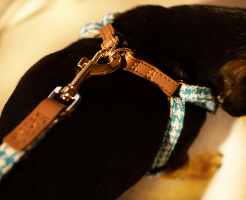 harness chihuahua