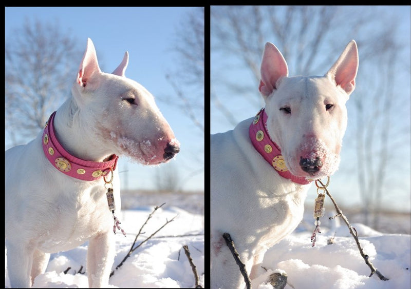 Casablanca XXL wide Dog Collar