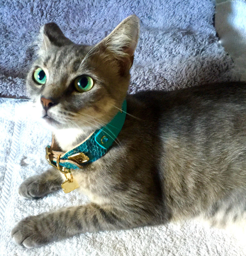 Elle Cat Collar - BARCELONADOGS