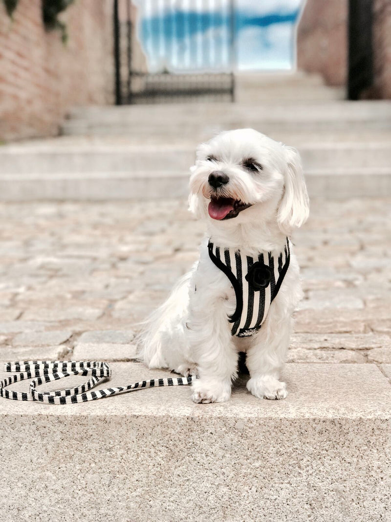 Striped Black & White Harness with Leash - BARCELONADOGS