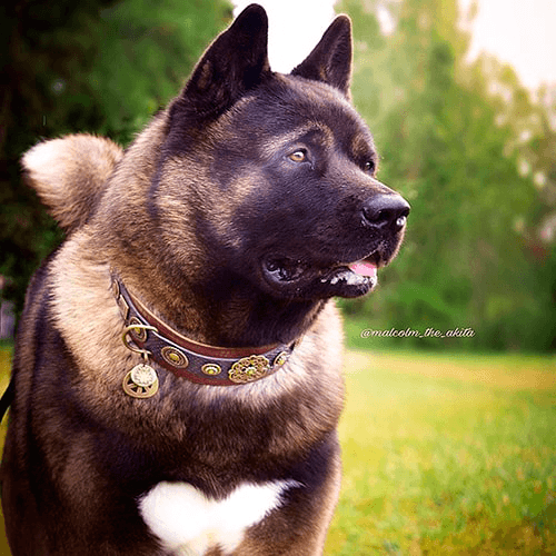 Esparta Dog Collar - BARCELONADOGS