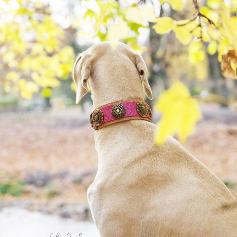 Mother Of Dragons Dog Collar - BARCELONADOGS