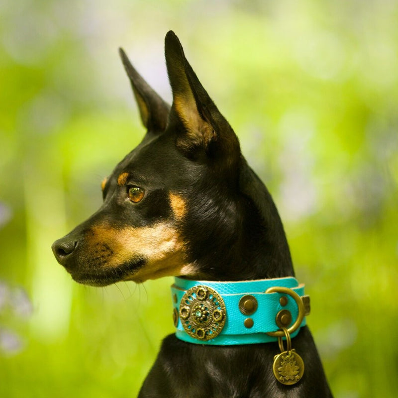 Basic Crystallized Dog Collar - BARCELONADOGS