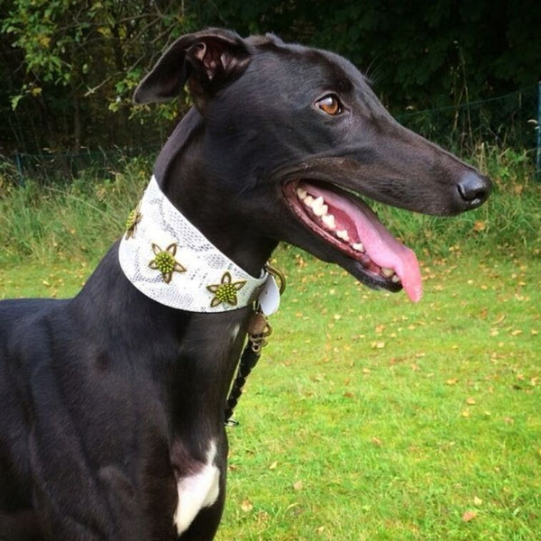 Lotus Sighthound Collar - BARCELONADOGS