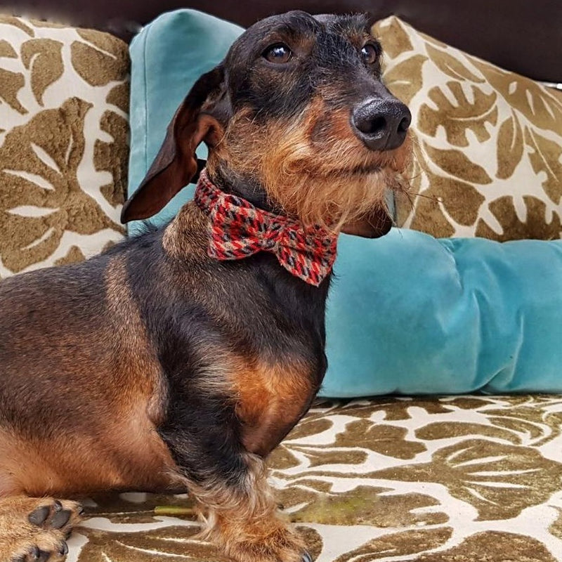 Burberrish Bowtie Dog Collar