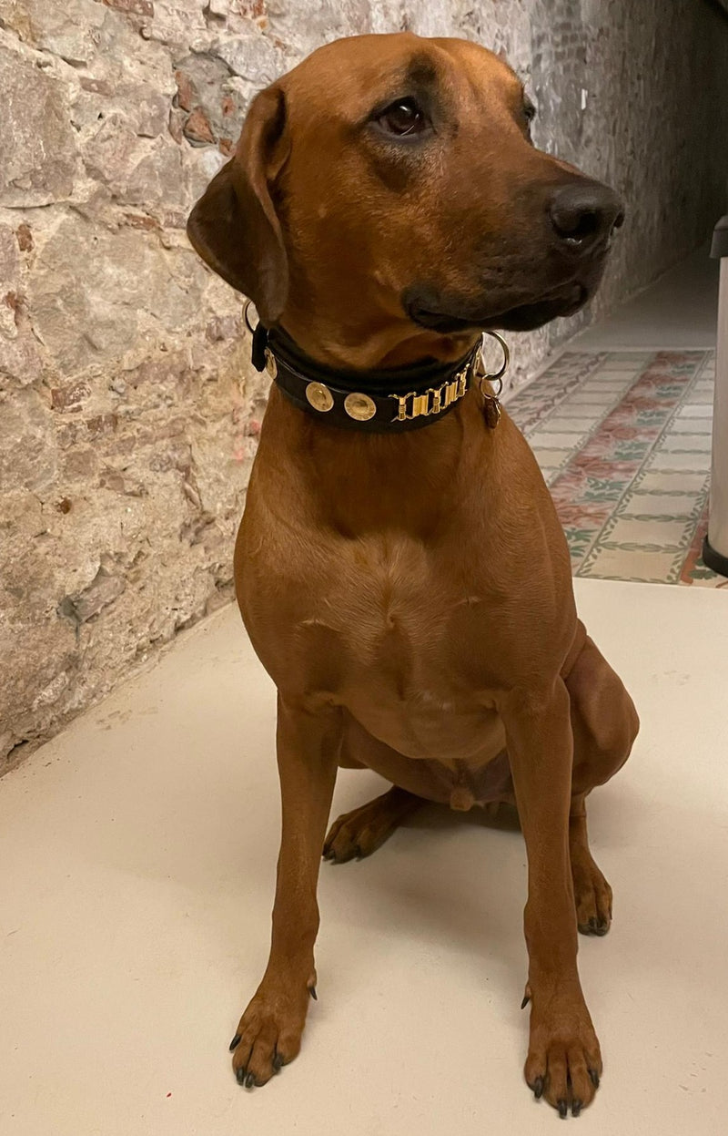 Reed Dog Collar