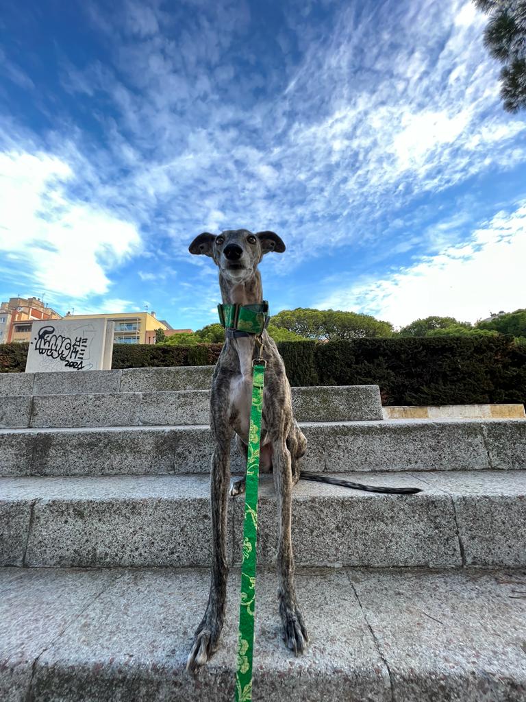 MATCHING LEASHES for all Martingales