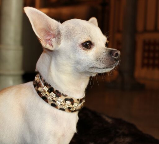 Petit Blanche Cat Collar