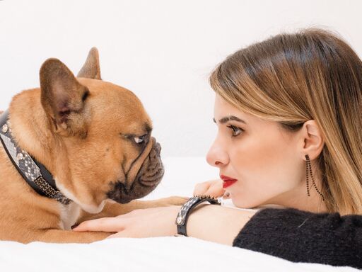 Black Swan Dog Collar - BARCELONADOGS