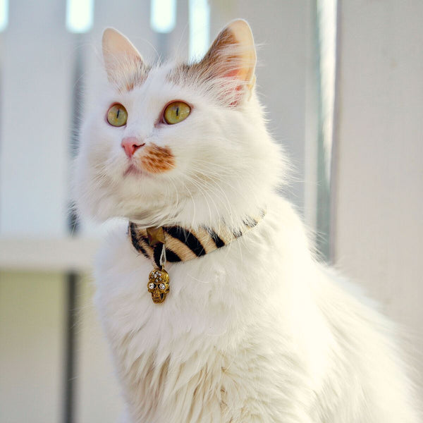 Pirate Bay Cat Collar - BARCELONADOGS