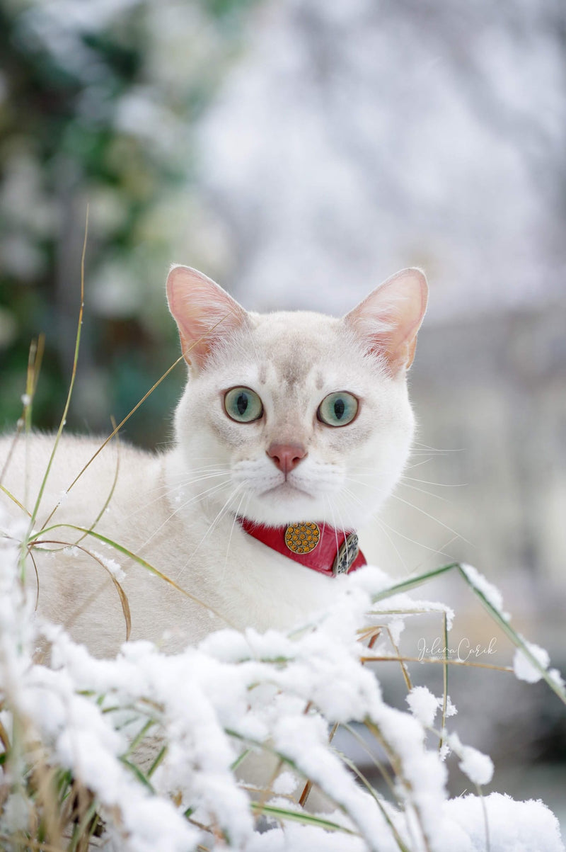 Olympia Cat Collar