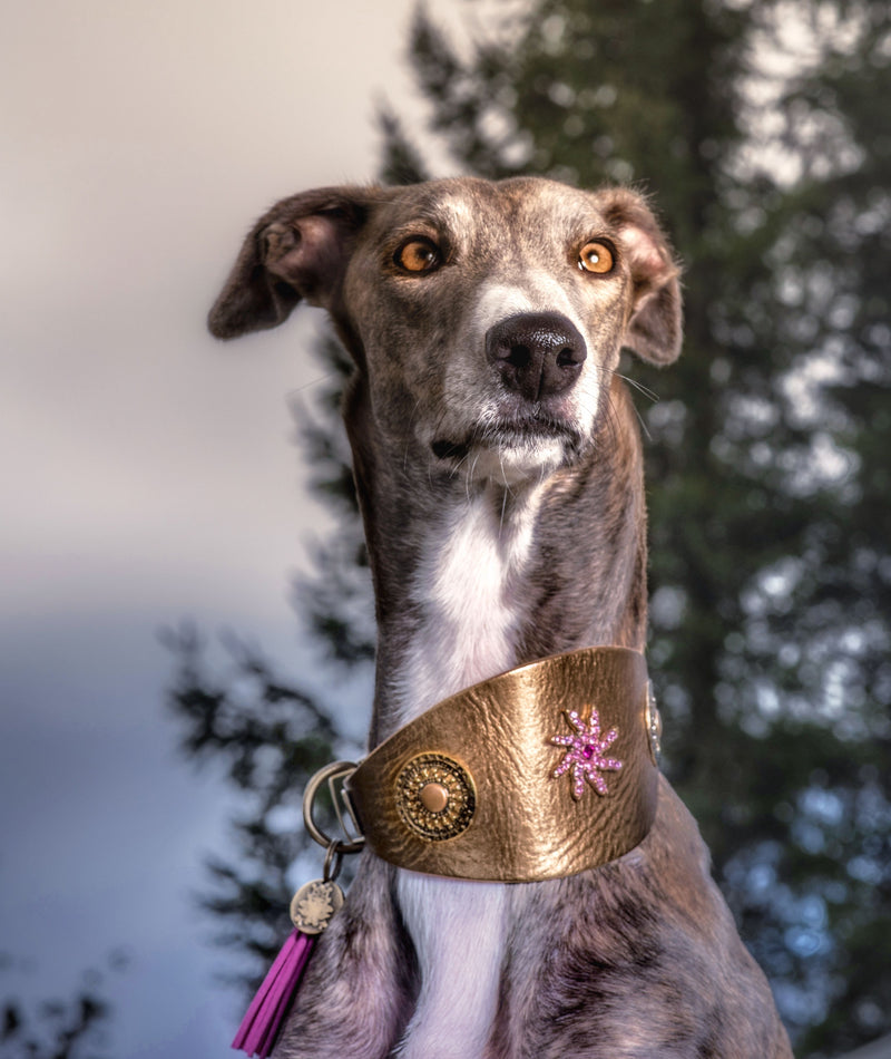 Star Sighthound Collar - BARCELONADOGS