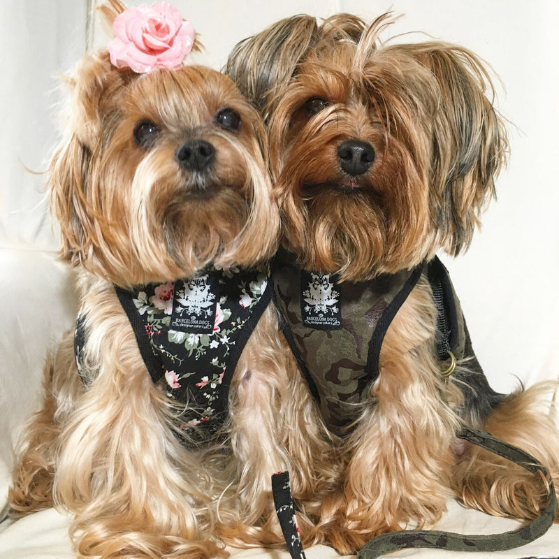 Black Vintage Rose Harness with Leash - BARCELONADOGS