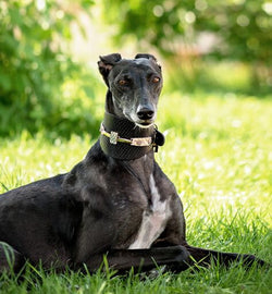 Saigon Sighthound Collar - BARCELONADOGS