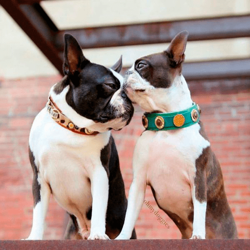 Rossellini Dog Collar - BARCELONADOGS