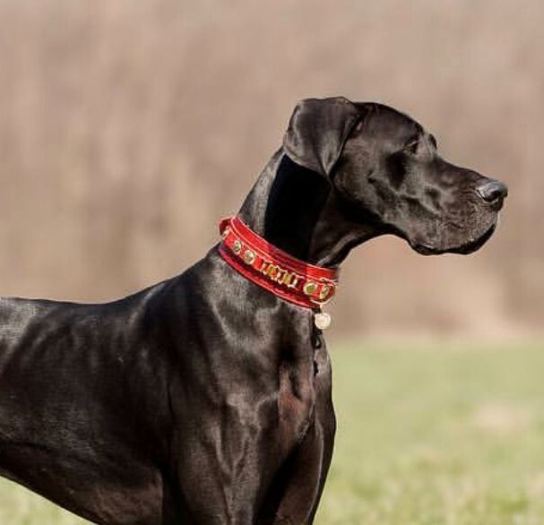 Red Dog Collar - BARCELONADOGS