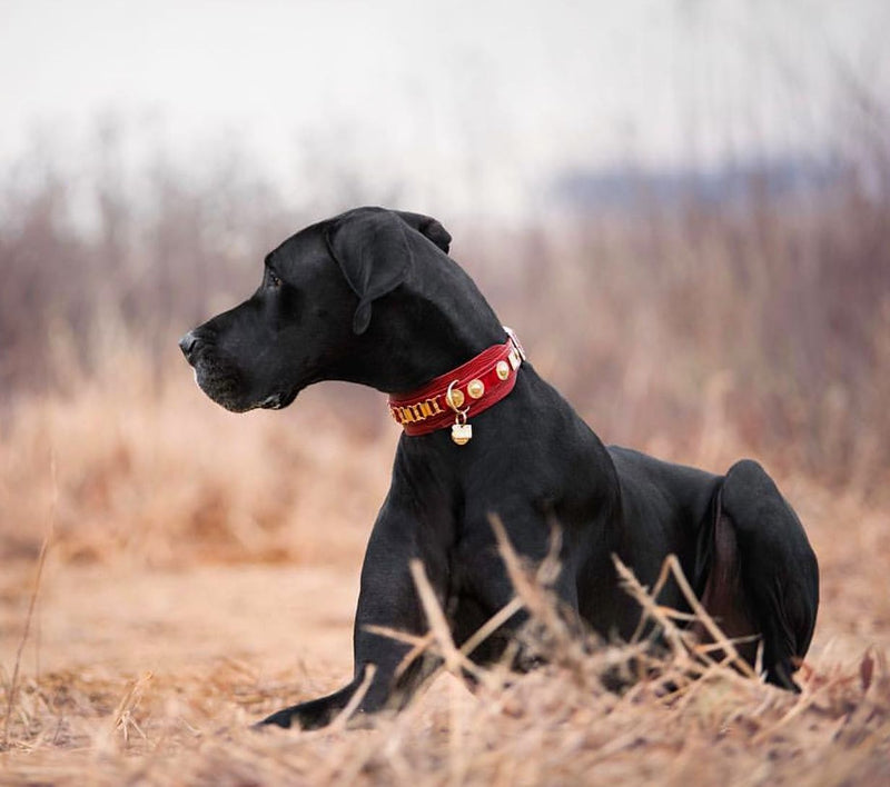 Red Dog Collar - BARCELONADOGS
