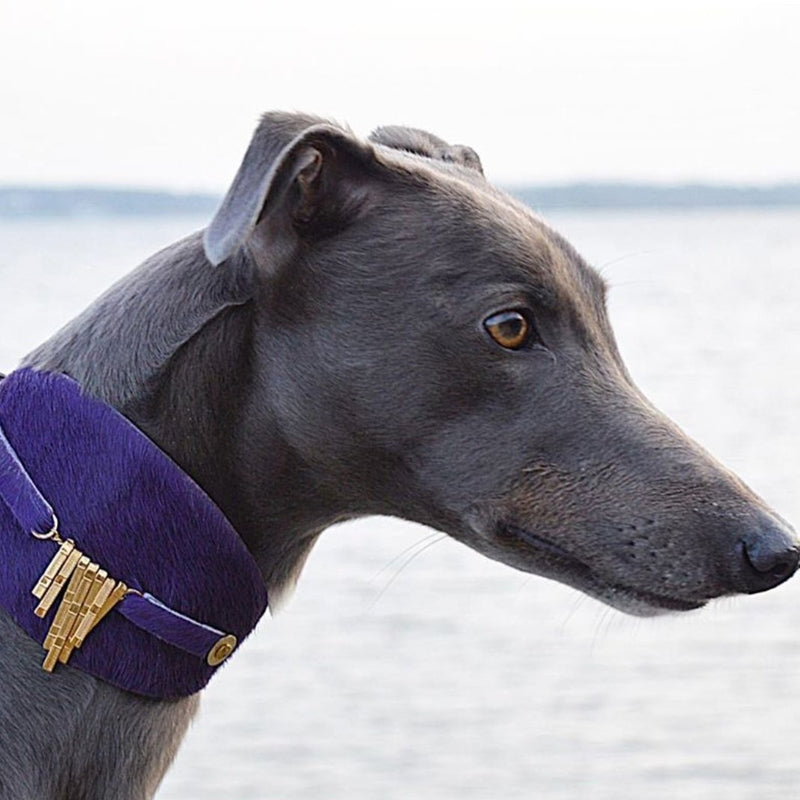 Bizarre Italian Greyhound Collar - BARCELONADOGS