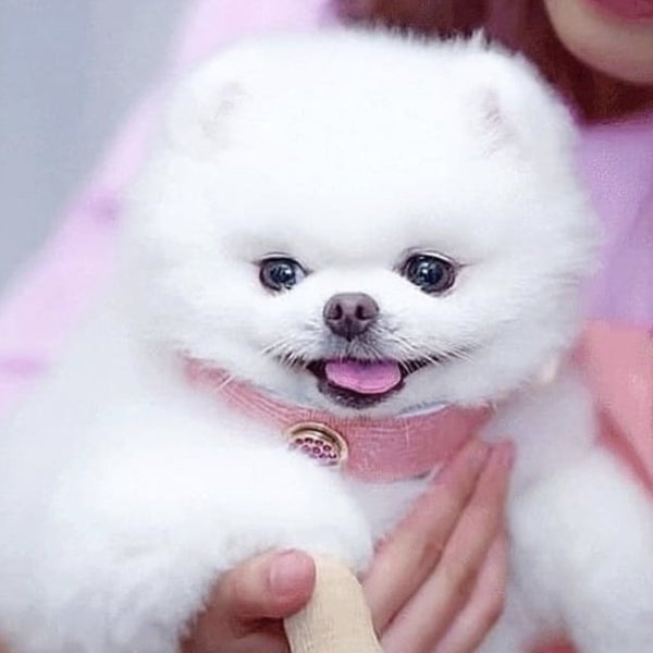 Petite Shanghai Dog Collar