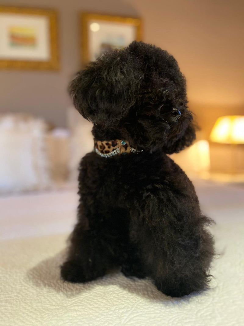 Serendipity Dog Collar