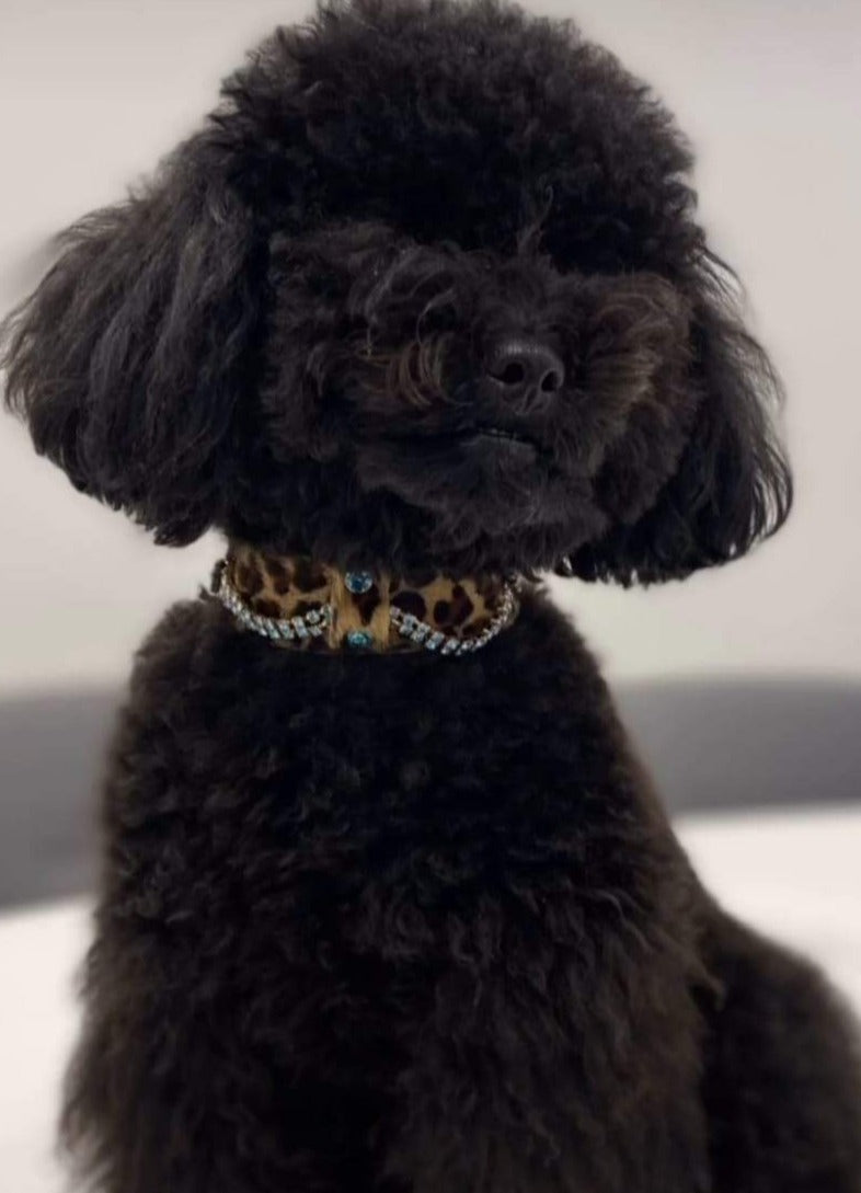 Serendipity Dog Collar