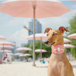 Saigon Sighthound Collar - BARCELONADOGS