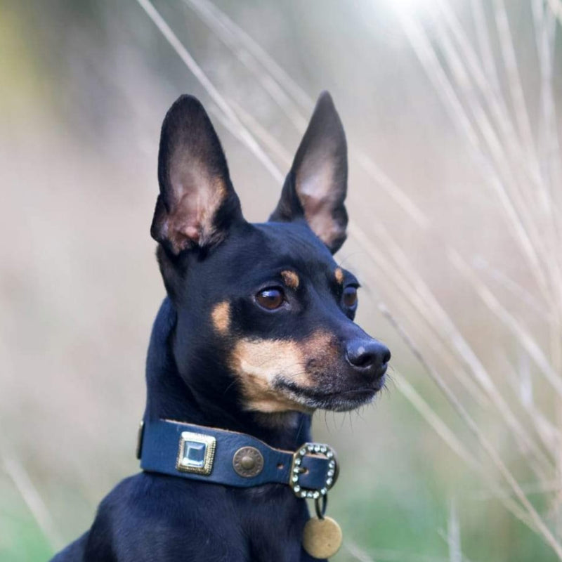 Sapphire Dog Collar - BARCELONADOGS