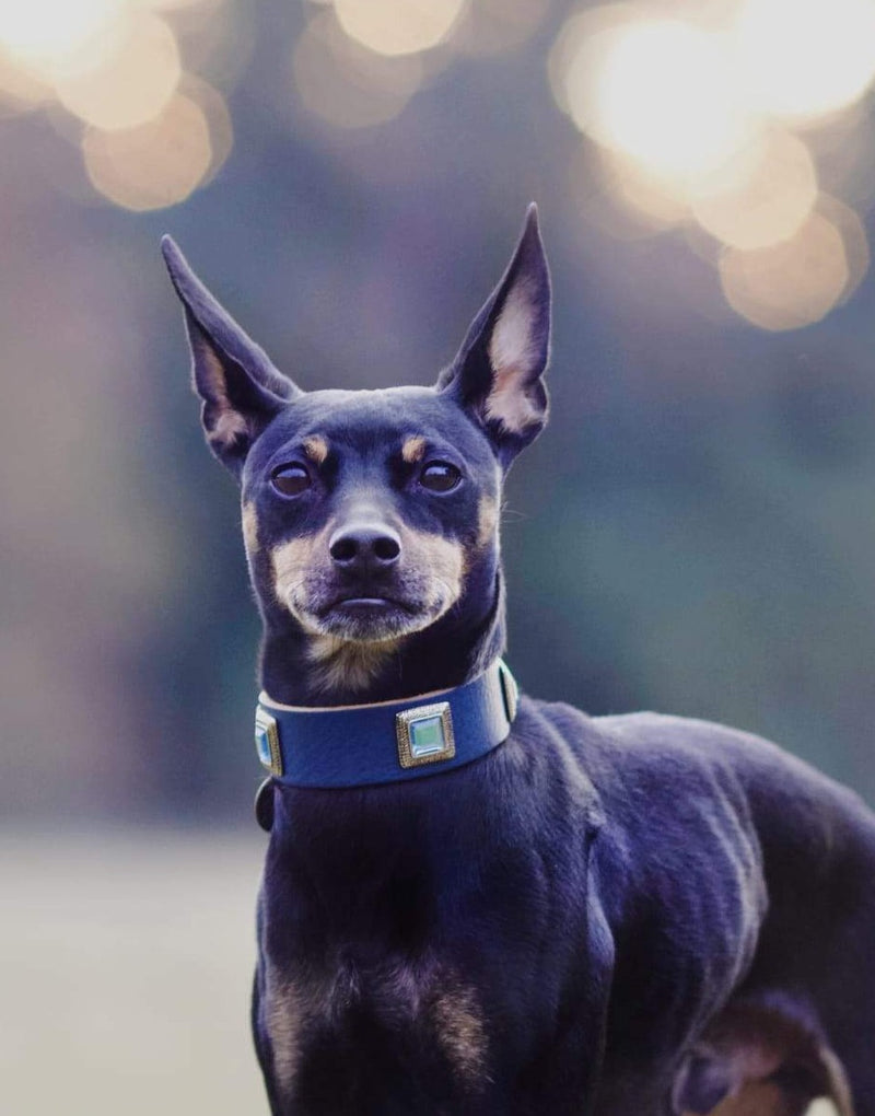 Sapphire Dog Collar - BARCELONADOGS