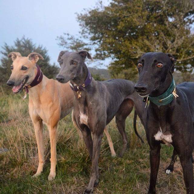 Bizarre Sighthound Collar - BARCELONADOGS