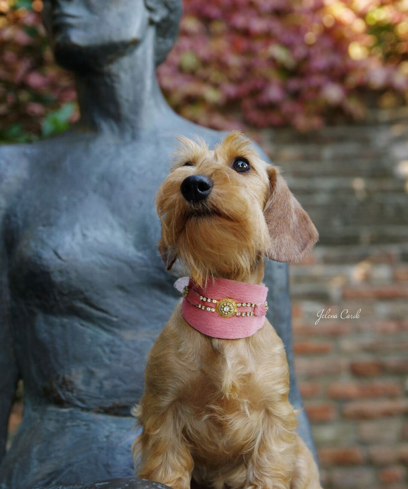 Bacall Dog Collar - BARCELONADOGS